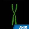 Chromosome Chromosome