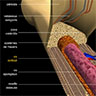 Os, structure d'un os long et du tissu osseux