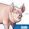 Cochon, grognements