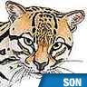 Ocelot, cri