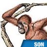 Orang-outang, cri