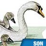 Cygne, cri