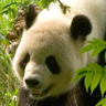 Grand panda