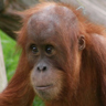 Orang-outan