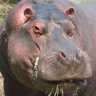 Hippopotame