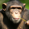 Chimpanzé