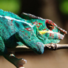Caméléon