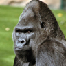 Gorille Gorille