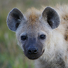 Hyène