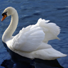 Cygne
