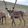 Caribou