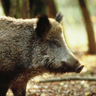 Sanglier
