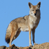 Coyote