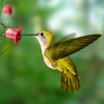 Colibri