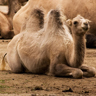 Jeune chameau