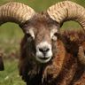 Mouflon