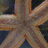 Étoile de mer Étoile de mer