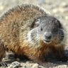 Marmotte