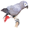 Perroquet gris du gabon