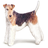 Fox-terrier Fox-terrier