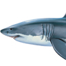 Requin blanc