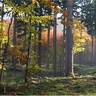 Forêt en automne