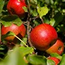 Pommes rouges Pommes rouges