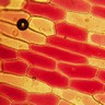 Cellules vues au microscope