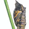Métamorphose de la chenille du machaon (phase 4).