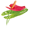 Anthurium