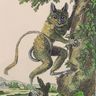 Buffon, Collection des animaux quadrupèdes : le tarsier