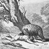 Jean de La Fontaine, l'Ours et les Deux Compagnons