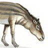 Hyracotherium, Eohippus