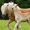 Jument poney haflinger et son jeune