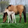 Jument et son jeune poulain