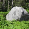 bloc de grès en forêt de Fontainebleau