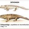 ichtyostéga, amphibien du dévonien ichtyostéga, amphibien du dévonien