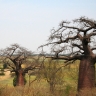 Baobab