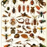 Insectes.