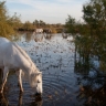 Camargue Camargue