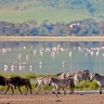 Ngorongoro