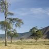 Ngorongoro