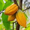 Cacao Cacao