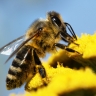 Pollinisation par les animaux