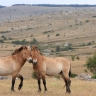 Cheval de Prjevalski