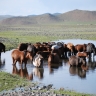 Steppe mongole