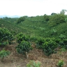 Plantation de caféiers
