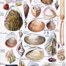 Coquillages