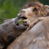 combat de chameaux