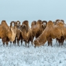 chameaux en Russie chameaux en Russie